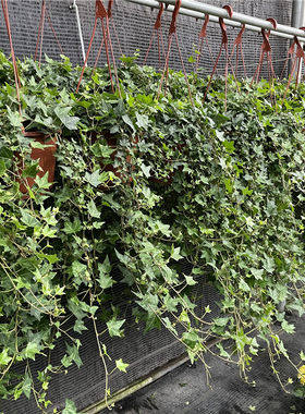 绿植常春藤室内垂吊挂壁甲醛植物