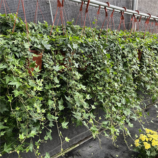 常春藤吊兰常青藤净化空气办公室室内垂吊挂壁植物绿植盆栽吸甲醛