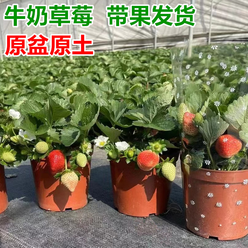牛奶草莓盆栽奶油草莓苗四季开花