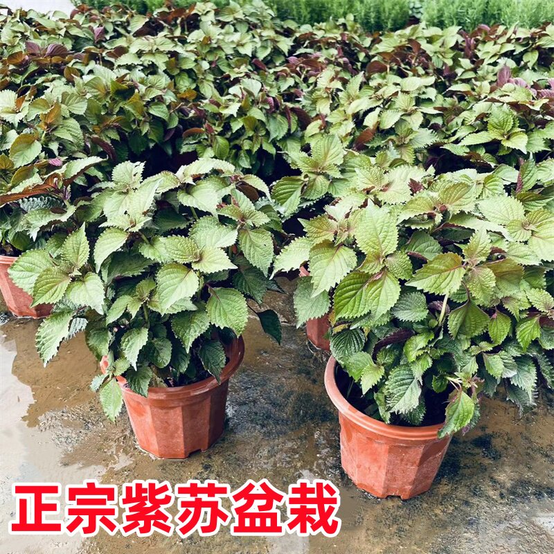 紫苏盆栽可食用紫苏苗香草配料新鲜紫苏叶烤肉去腥驱蚊阳台植物