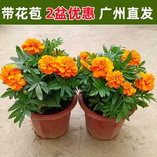 孔雀草盆栽万寿菊带花苞庭院花园阳台植物绿植开花不断耐热花卉