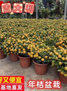 四季桔金桔年桔盆栽橘子年宵花卉