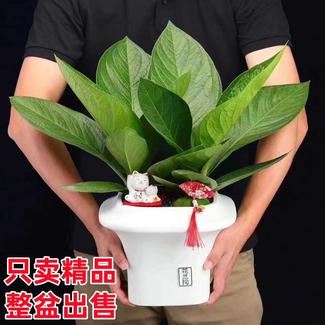 聚宝盆精品组盆室内办公室绿植物图片