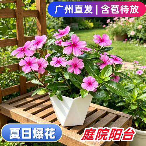 四季长春花盆栽阳台花卉四季开花