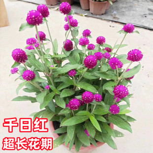 千日红盆栽百日红花苗带花苞庭院花卉开花不断耐热室外花园绿植物