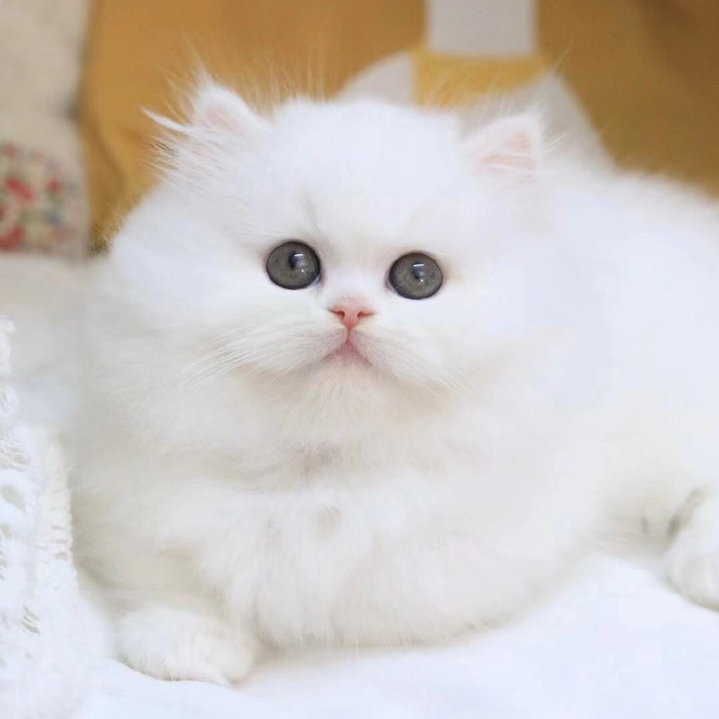 纯种纯白拿破仑矮脚猫幼猫曼基康米努特矮脚猫蓝白蓝金猫咪宠物猫