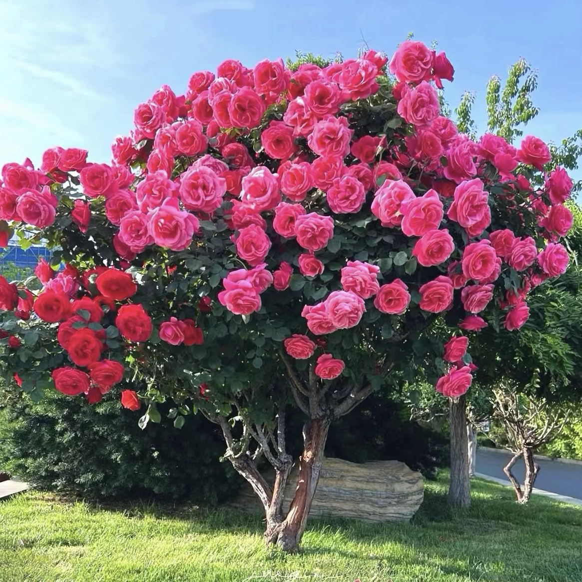 树桩月季特大花高档浓香玫瑰耐寒庭院别墅盆景树状月季四季开花