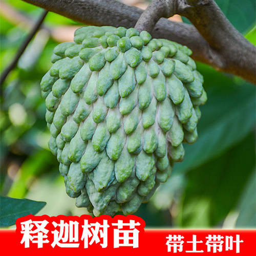 台湾嫁接凤梨释迦果果树苗木