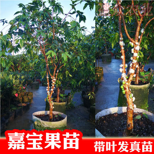 嘉宝果树葡萄苗盆栽地栽庭院种