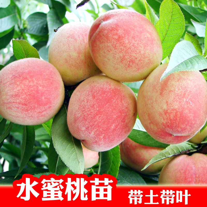 盆栽地栽桃子南北方种植果树苗