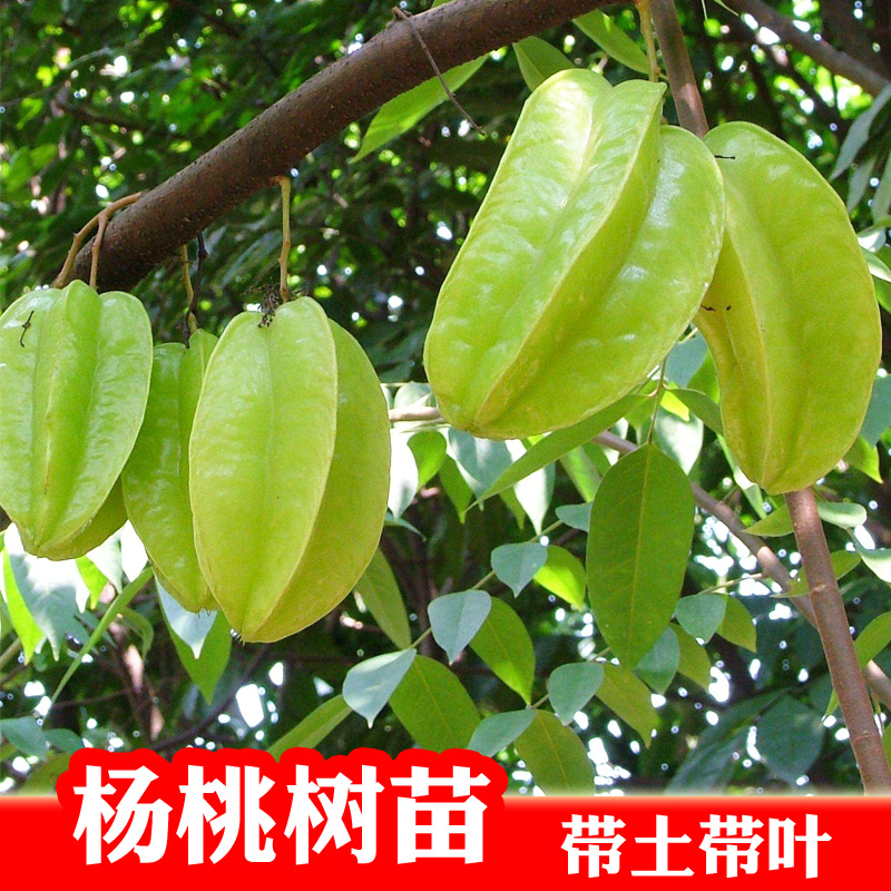 台湾马来西亚庭院植物嫁接果树苗