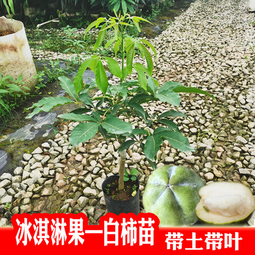 冰淇淋大果白柿果树苗