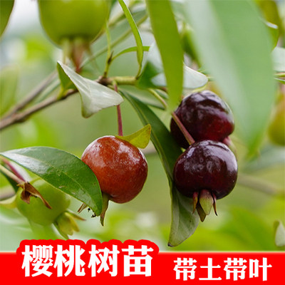 巴西黑玫瑰车厘子盆栽南方果树苗