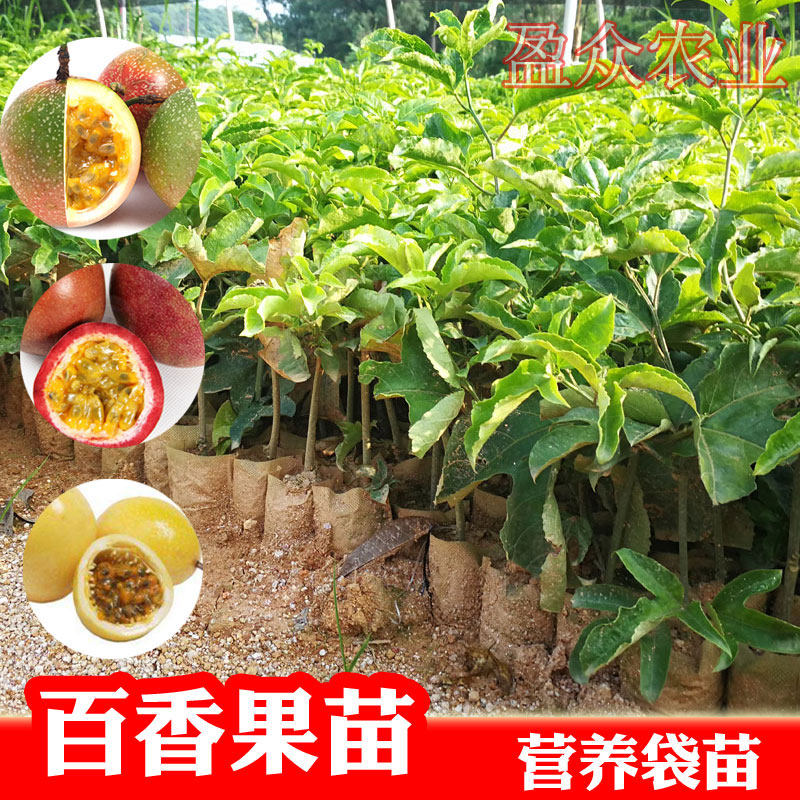 黄金钦蜜九号百香果嫁接苗图片