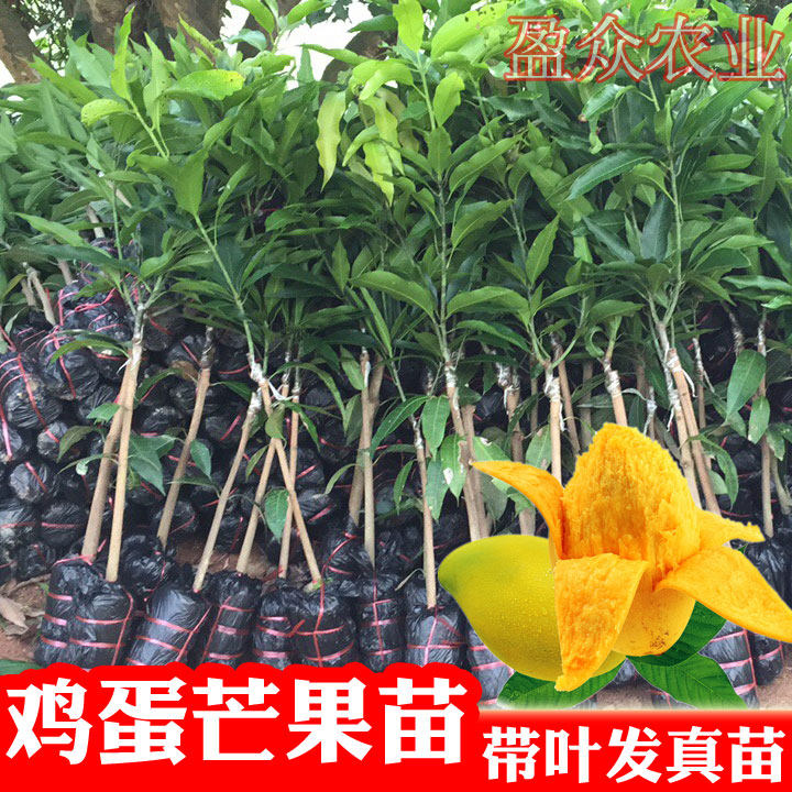 鸡蛋芒果树苗椰香芒果苗小台农小芒果可盆栽地栽庭院种植带土常绿