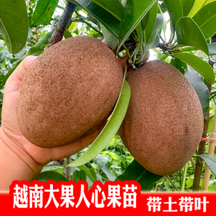 越南大果人心果苗 嫁接苗 无砂质口感带土带叶发 可盆栽庭院种植
