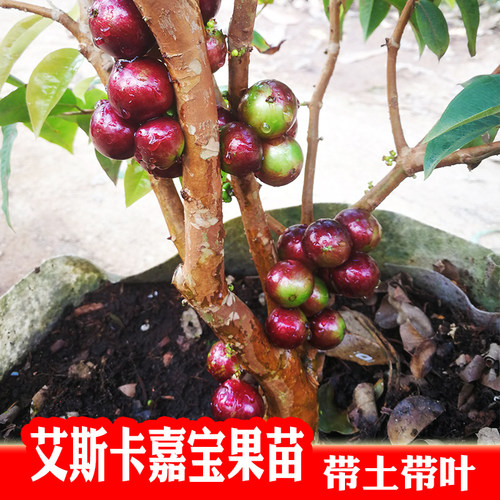 四季艾斯卡嘉宝果红钻树葡萄庭院盆栽水果树苗当年结果带花带果