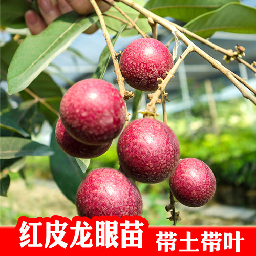 红皮龙眼树苗红皮嫁接龙眼苗四季结果盆栽地栽当年结果果树苗