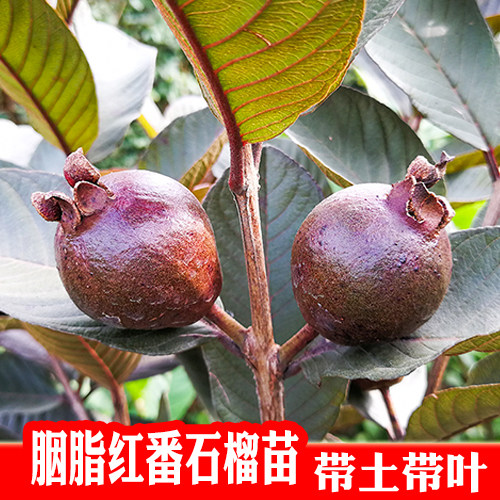 紫叶红心南方番石榴苗