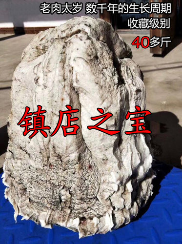 【镇店之宝】太岁肉灵芝 整体活体 野生特级数千年生长周期 40斤