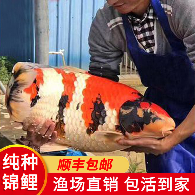 日本纯种进口红白大日伊佐昭和三色白写绯泻锦鲤观赏鱼精品小鱼苗