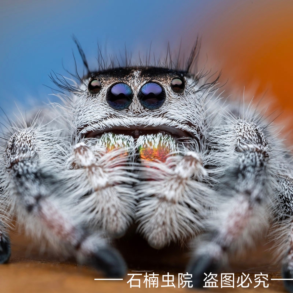 跳蛛宠物蜘蛛佛罗里达跳蛛灰佛桌面迷你好饲养卢卡斯跳蛛橙佛异宠