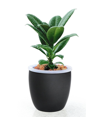 室内观叶黑金刚橡皮树四季常青花卉绿植盆栽绿色植物盆景橡皮树