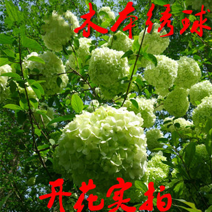 欧洲木本绣球带土球大花绣球阳台庭院绿植易开花耐寒中华木本绣球