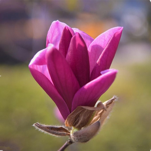 紫玉兰 白玉兰 黄玉兰 二乔玉兰树苗 玉兰苗木 玉兰花苗庭院植物