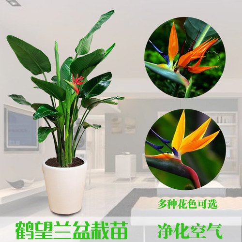 默认含盆全部白色塑胶盆