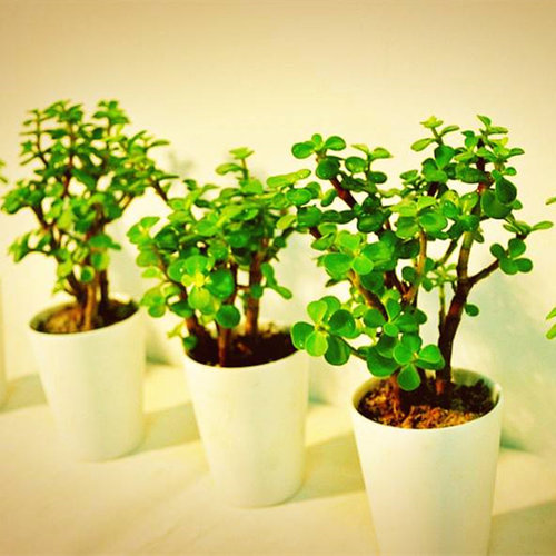 绿植金枝玉叶桌面花卉盆栽苗