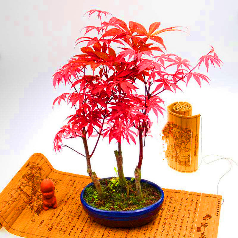 嫁接日本红枫树苗盆栽 盆景 美国红枫苗木 庭院种植绿化花卉植物