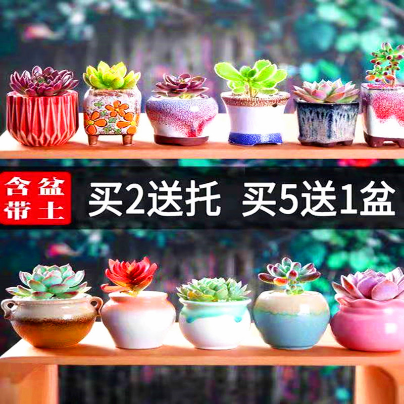 多肉植物花盆价格 多肉植物花盆图片 星期三 多肉植物花盆价格 多肉植物花盆图片 星期三