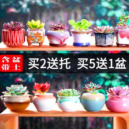 玉露多肉植物花盆素材模板 玉露多肉植物花盆图片下载 小麦优选