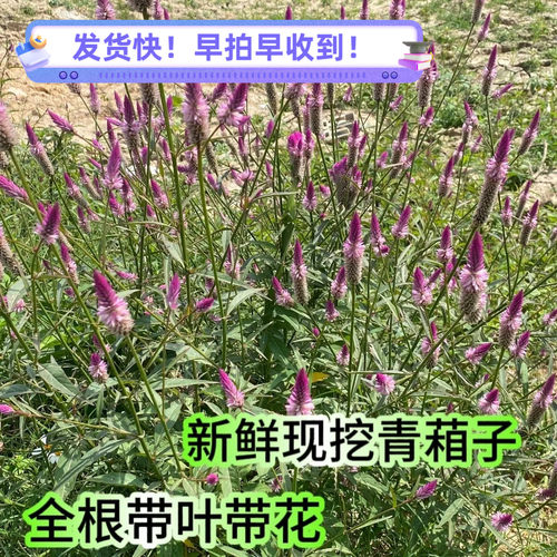 新鲜青葙子草现采摘青葙野鸡冠花红白鸡冠花狗尾苋青蒿鸡冠菜包邮
