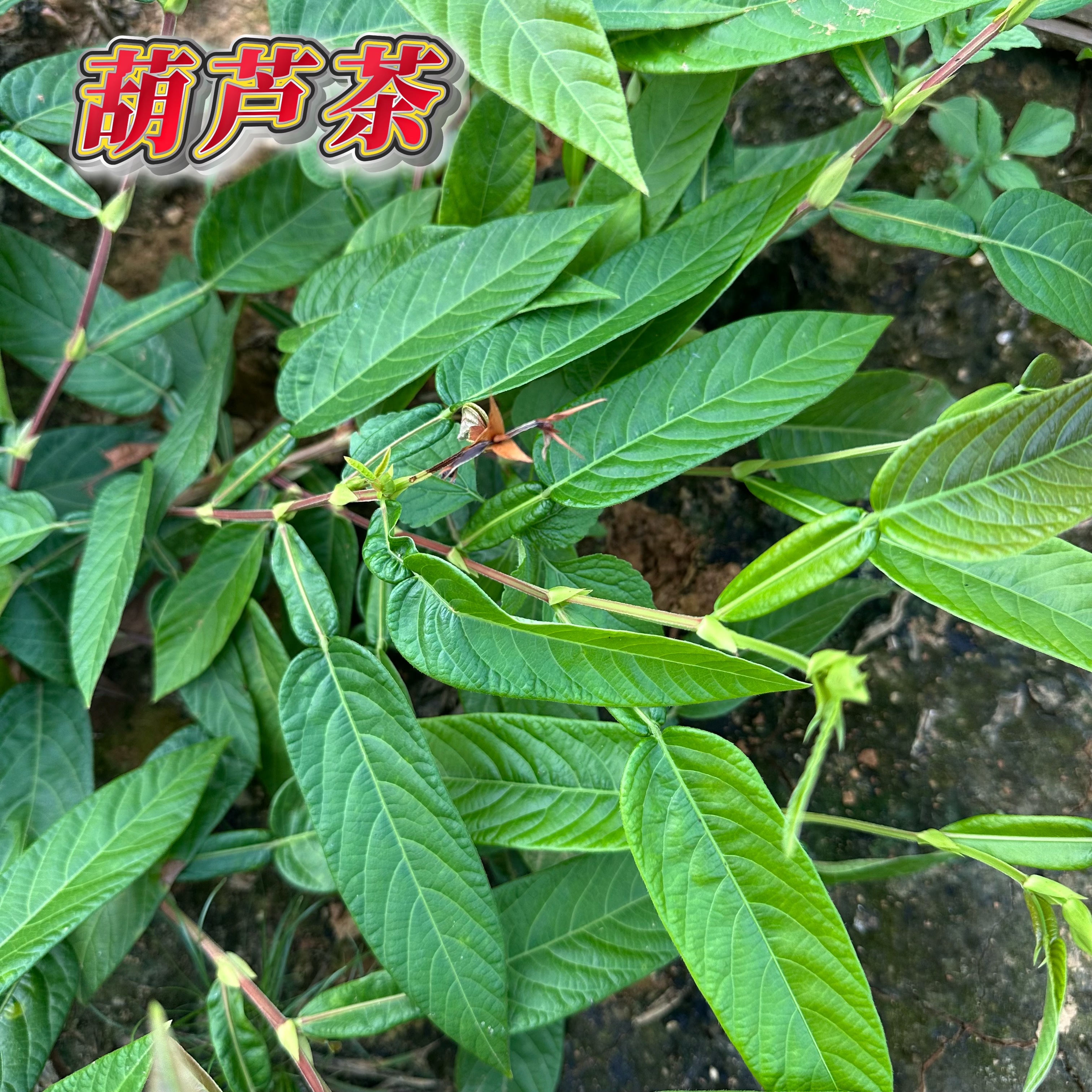 新鲜现采葫芦茶整株田刀柄鲜干品广东茂名咸鱼草根金剑草枝叶包邮