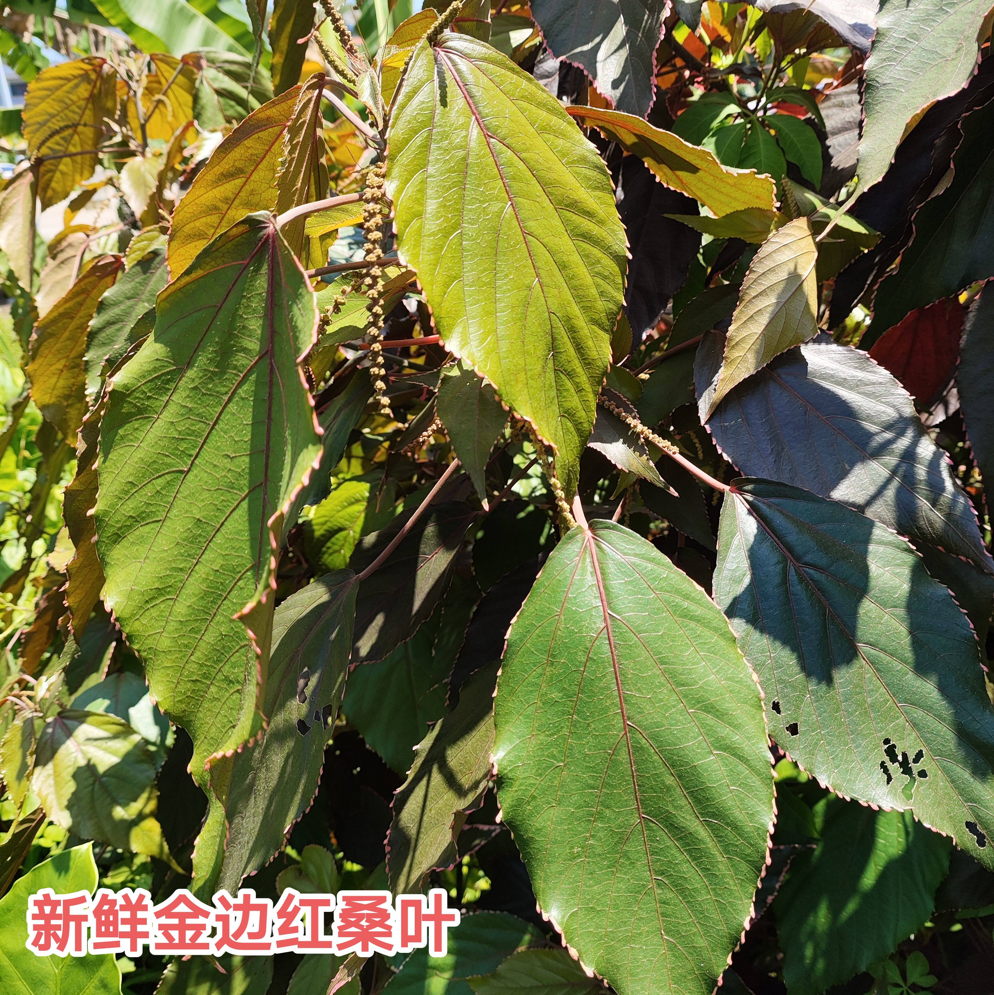 新鲜红桑叶 深山金边红桑叶 金边桑叶 现采金边红桑叶 金边桑包邮