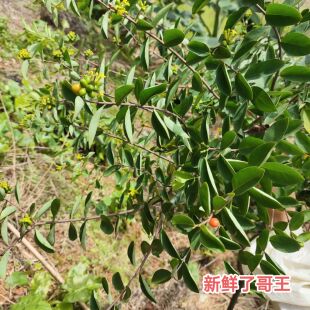 中草药材了哥王现挖新鲜地棉根广东山豆了九信草全草了哥王根包邮