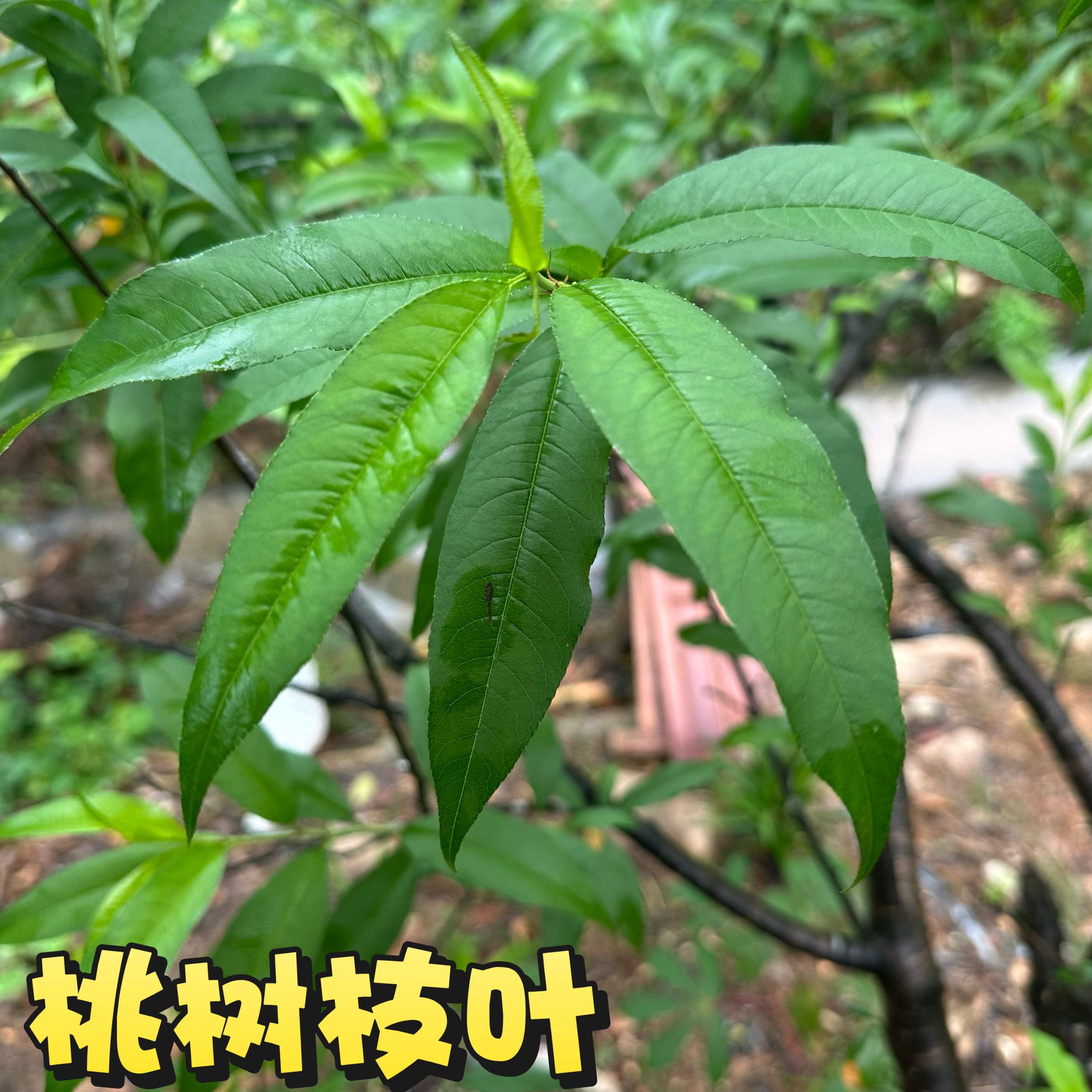 新鲜采摘桃树叶中药材桃树枝叶去邪清热怯湿止痒现采现发毛桃叶子