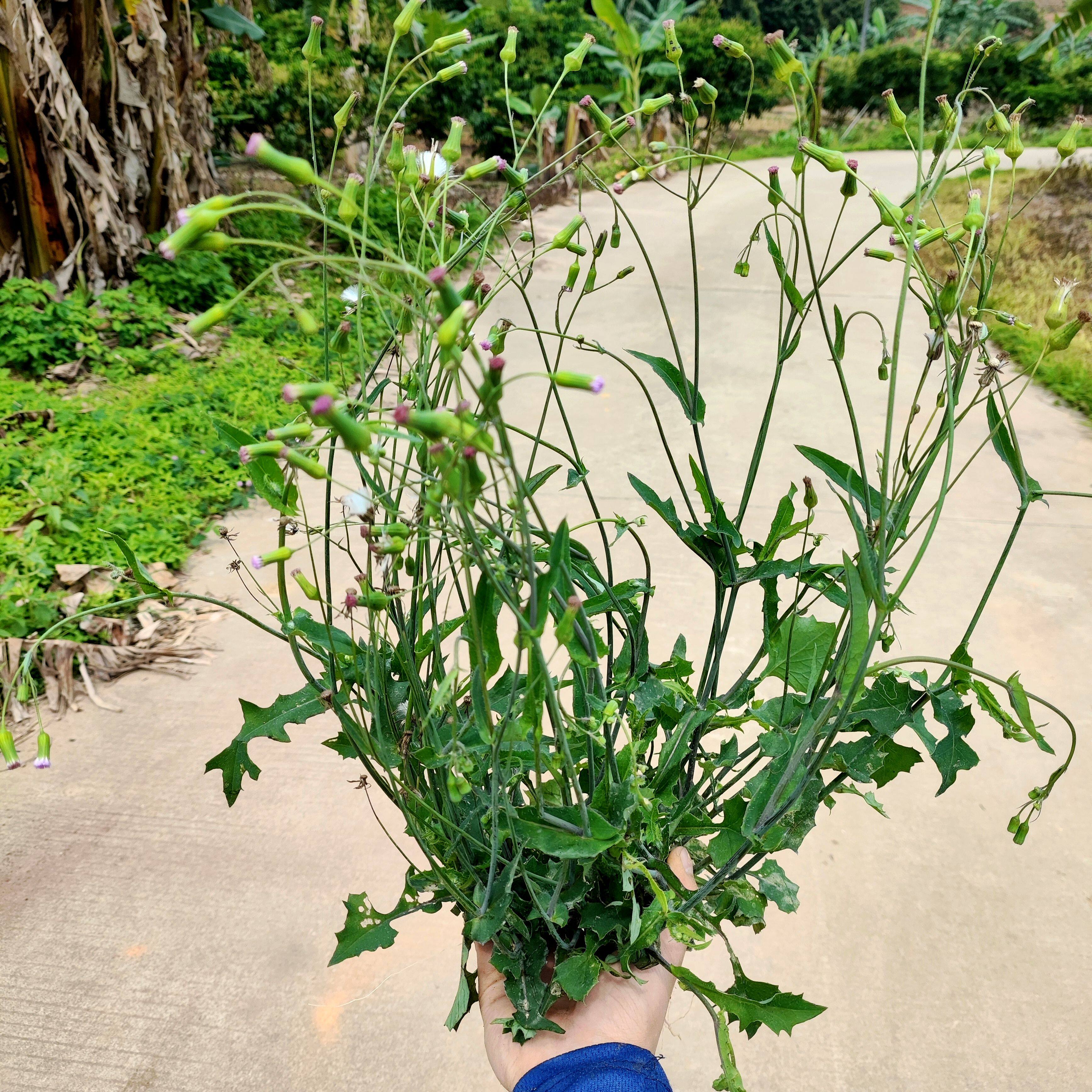 野生一点红草新鲜现采红叶花中草药广东叶下红红背叶菜羊蹄草包邮