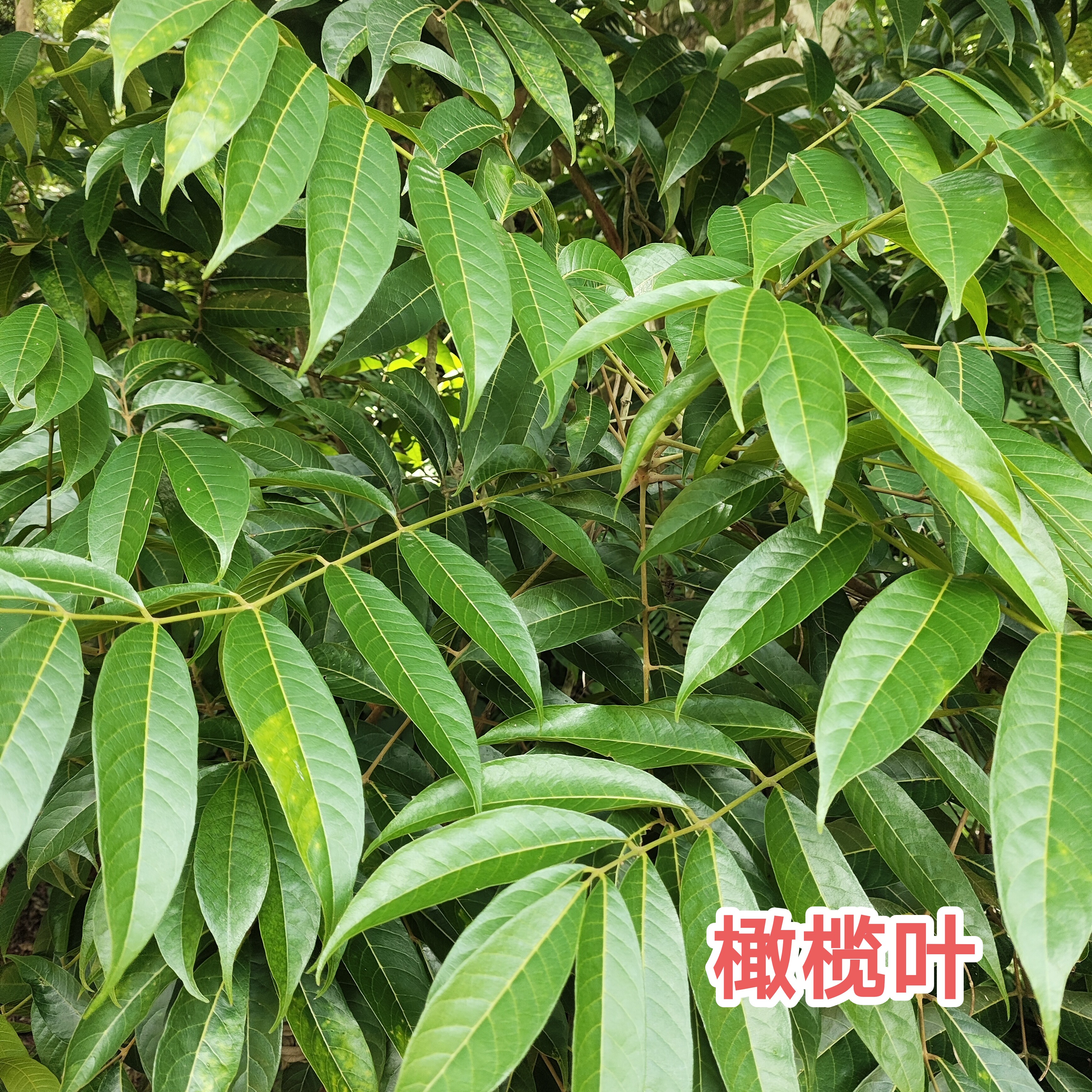 新鲜青橄榄叶 现采现发绿橄榄树叶 非干品广东青果叶白榄树叶包邮
