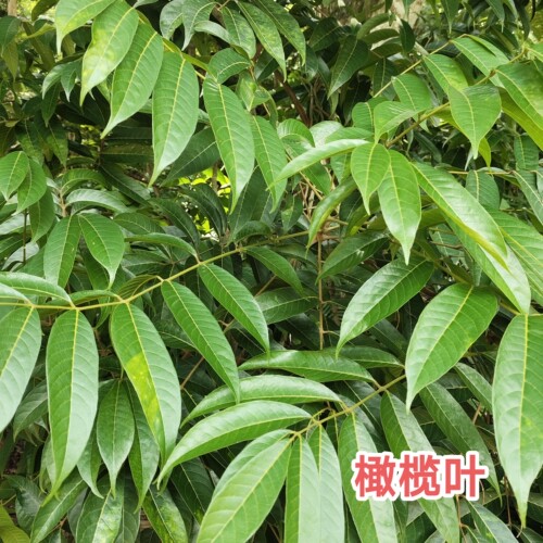 新鲜青橄榄叶 现采现发绿橄榄树叶 非干品广东青果叶白榄树叶包邮