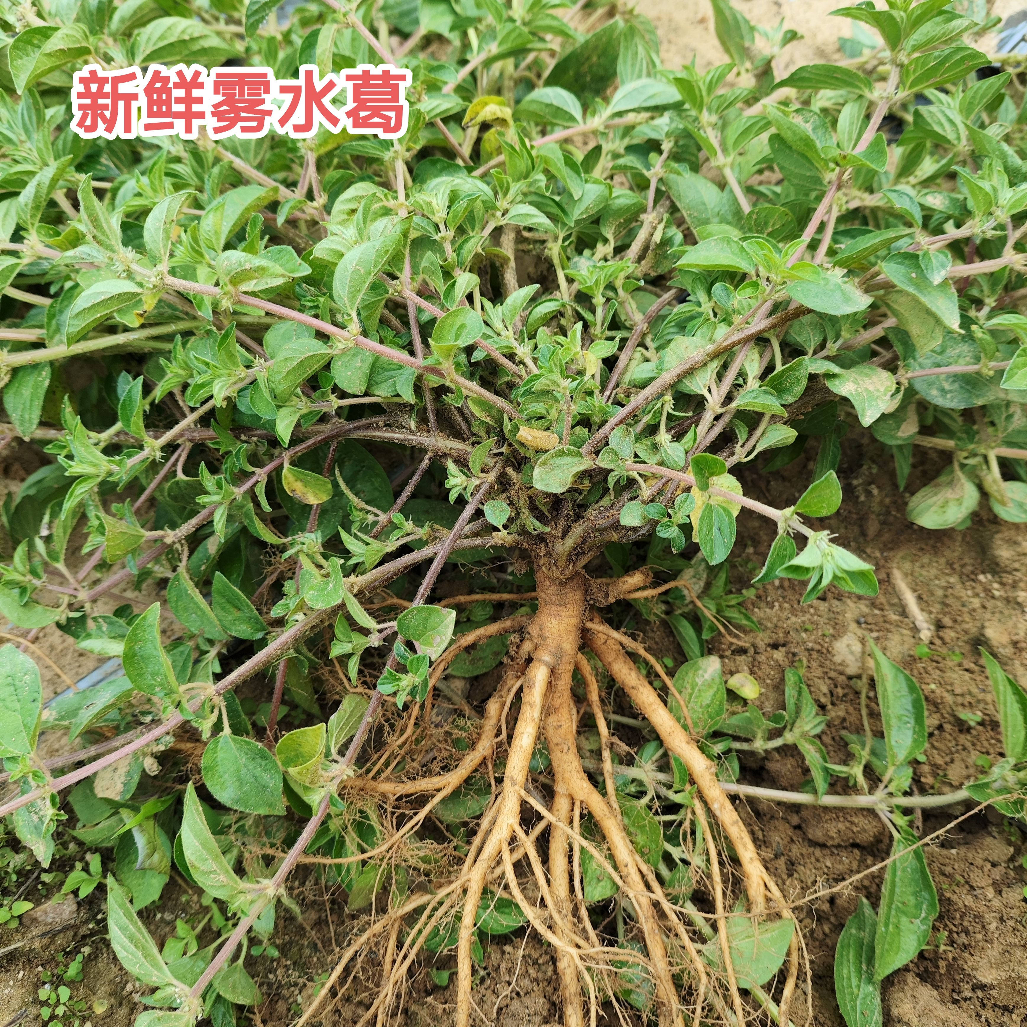 新鲜雾水葛 新晒粘榔根咄脓膏糯米藤全草 脓见消中草药拔脓膏纯根