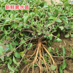 新鲜雾水葛 新晒粘榔根咄脓膏糯米藤全草 脓见消中草药拔脓膏纯根
