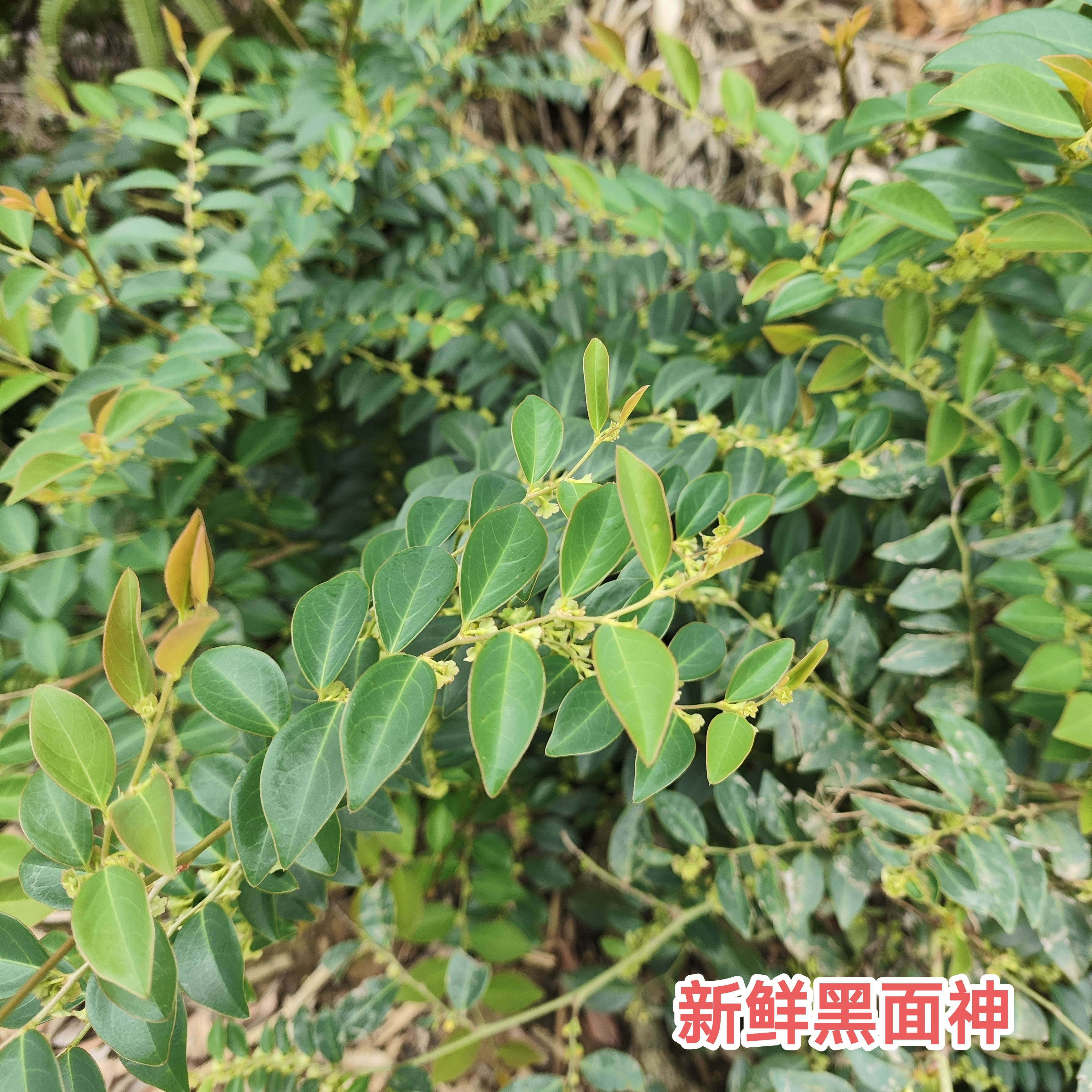新鲜现采黑面神 狗脚刺中草药乌漆臼枝叶钟旭草 青凡木鬼画符包邮