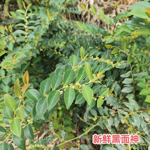 新鲜现采黑面神 狗脚刺中草药乌漆臼枝叶钟旭草 青凡木鬼画符包邮