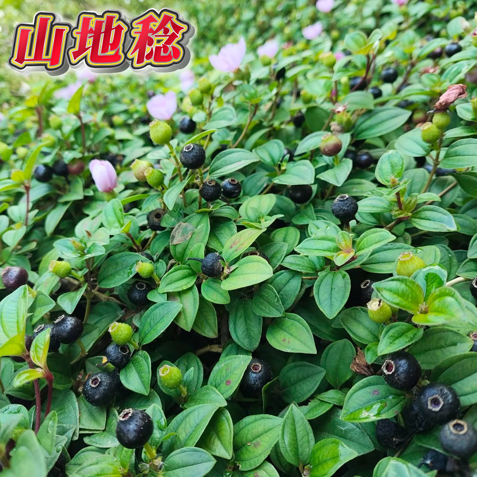 新鲜地稔地捻草 地念藤广东深山地菍铺地锦地脚茶 地茄子矮脚地菍