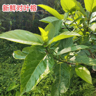 新鲜对叶榕 牛奶树牛奶子多糯树稔水冬瓜 对叶榕树根对叶榕果枝叶