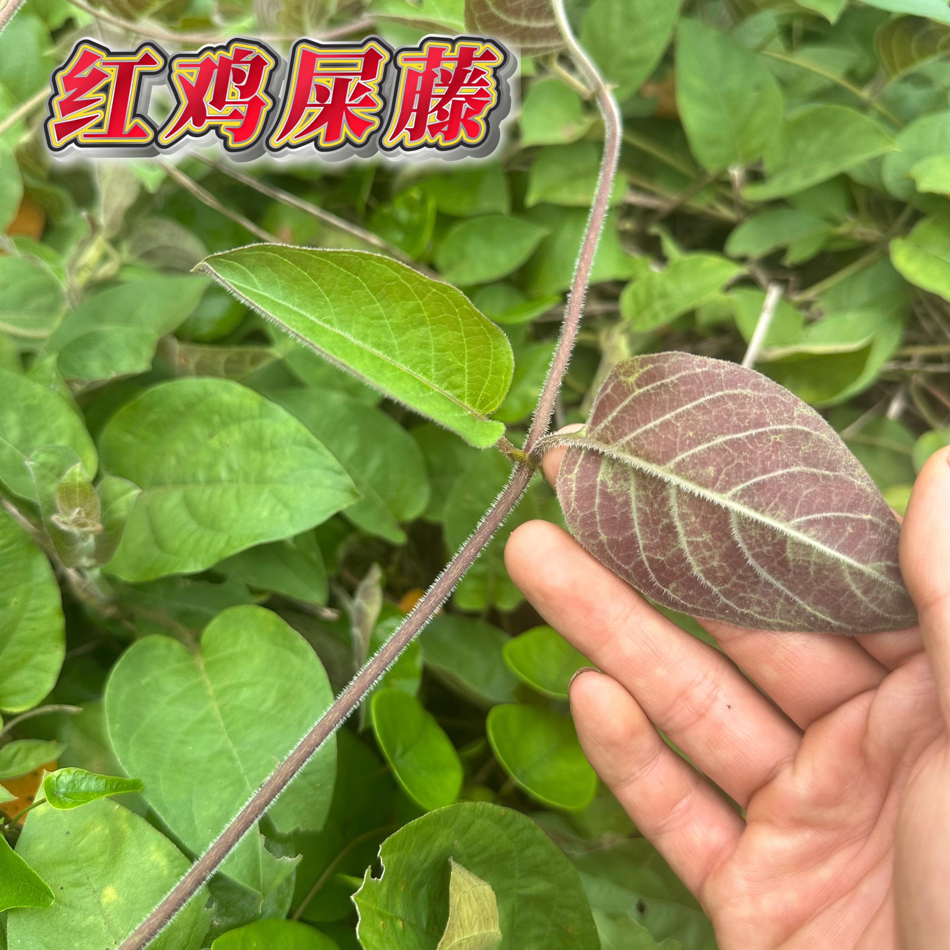 新鲜现采现发红鸡屎藤广东茂名深山现采现发红臭屁藤带绒面鸡矢藤