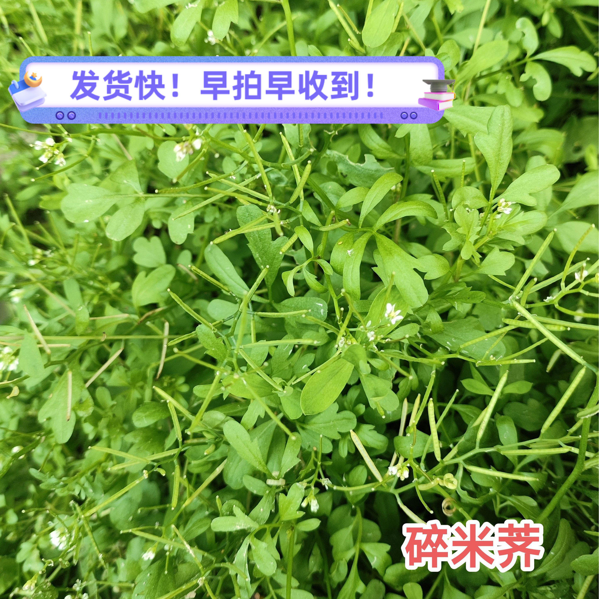 新鲜碎米荠 白带草 宝岛碎米荠 见肿消 粗毛碎米荠 雀儿菜 碎米芥